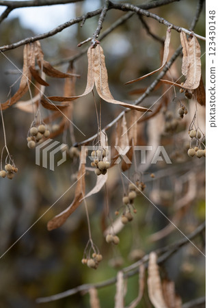 夏季菩提樹種子 夏季菩提樹種子 123430148