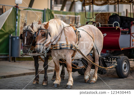 Horse drawn carriage, popular form of sightseeing for tourists visiting historic Old town district of Dresden, Saxony, Germany 123430445