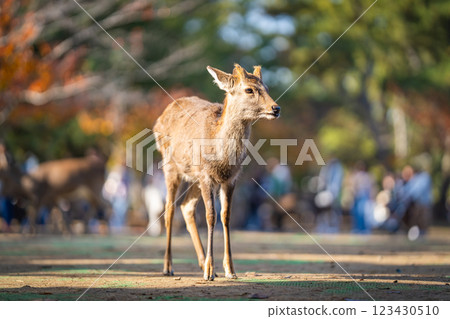 [秋] 奈良公園的鹿 [紅葉] 123430510