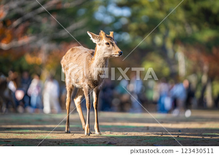 [秋] 奈良公園的鹿 [紅葉] 123430511