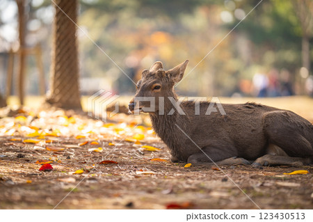 [Autumn] Deer in Nara Park [Autumn leaves] 123430513