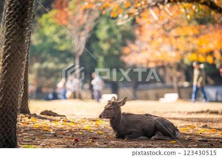 [Autumn] Deer in Nara Park [Autumn leaves] 123430515