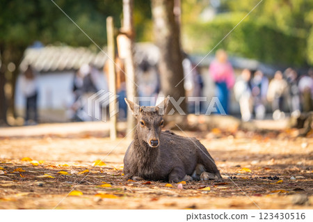 [Autumn] Deer in Nara Park [Autumn leaves] 123430516