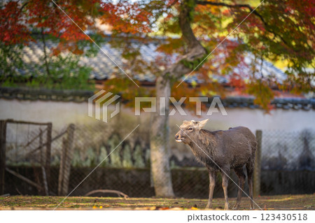 [Autumn] Deer in Nara Park [Autumn leaves] 123430518