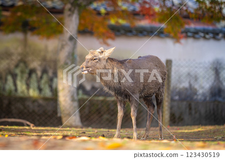 [秋] 奈良公園的鹿 [紅葉] 123430519