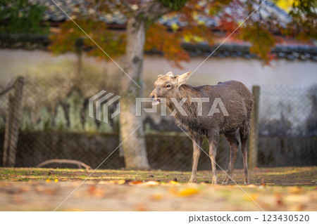 [秋] 奈良公園的鹿 [紅葉] 123430520