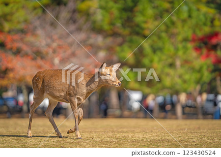 [Autumn] Deer in Nara Park [Autumn leaves] 123430524