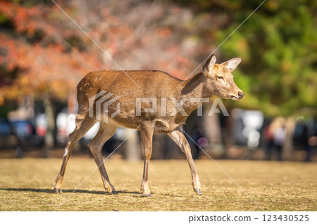 [秋] 奈良公園的鹿 [紅葉] 123430525