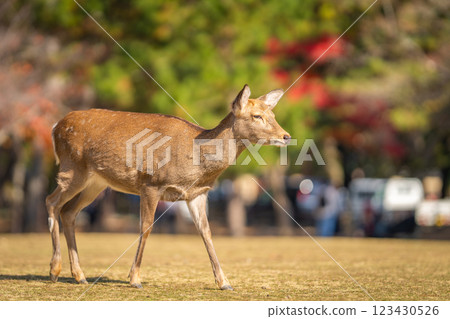 [Autumn] Deer in Nara Park [Autumn leaves] 123430526