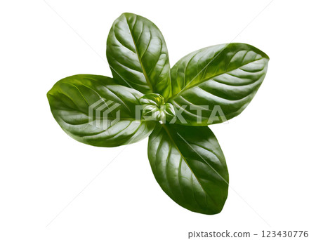 Basil on a transparent background, png image without background 123430776