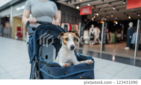 A Caucasian woman walks along the mall with her Jack Russell Terrier dog in a stroller.  123431090