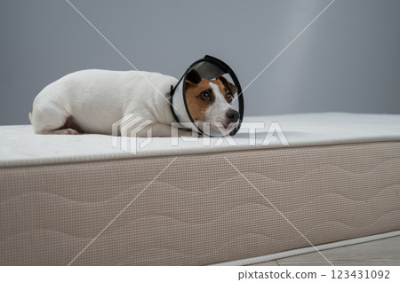 Jack Russell Terrier dog in a cone collar after surgery on the bed. Jack Russell Terrier dog in a cone collar after surgery on the bed. 123431092