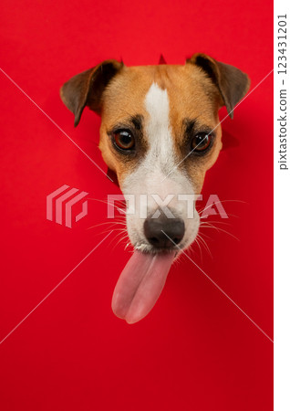 Funny dog licks his nose. Jack Russell Terrier head sticking out through red cardboard background. Vertical photo.  123431201
