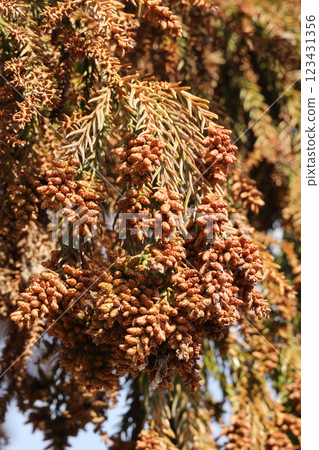 雪松花粉 花粉症 123431356