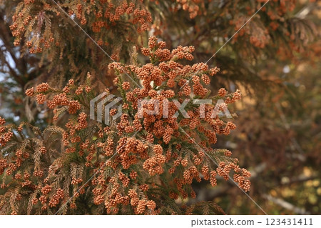 雪松花粉 花粉症 123431411