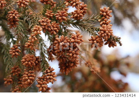 雪松花粉 花粉症 雪松花粉 花粉症 123431414