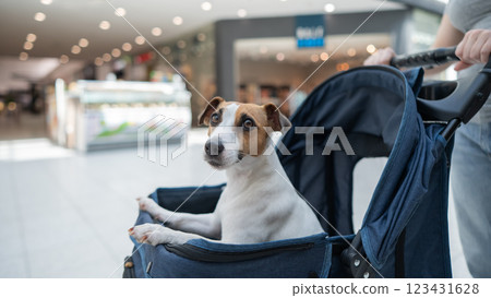 A Caucasian woman walks along the mall with her Jack Russell Terrier dog in a stroller.  123431628