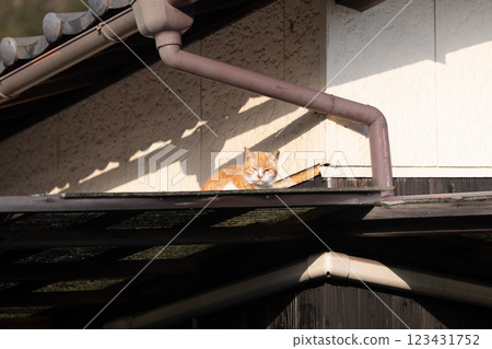 A cat relaxing on the roof 123431752
