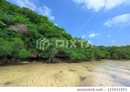 石垣島的紅樹林，蔚藍的天空和豐富的自然風光 123431853
