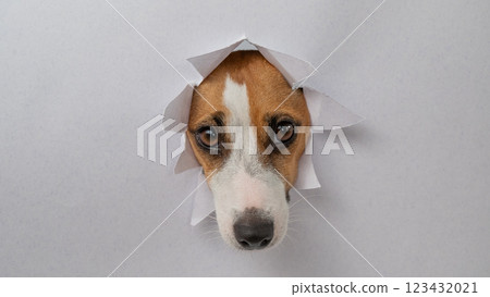 A funny Jack Russell Terrier dog sticks out from a light gray cardboard background. Copy space. A funny Jack Russell Terrier dog sticks out from a light gray cardboard background. Copy space. 123432021