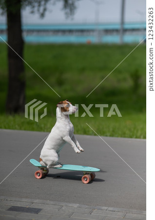 Jack Russell Terrier dog rides a penny board in the park. Vertical photo. Jack Russell Terrier dog rides a penny board in the park. Vertical photo. 123432263