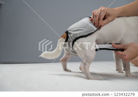 Caucasian woman puts panties on a dog. 123432279