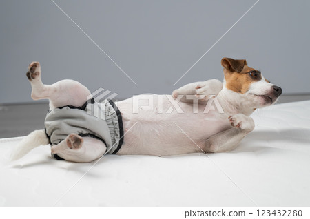 Jack Russell Terrier dog lying on bed in reusable diapers.  123432280