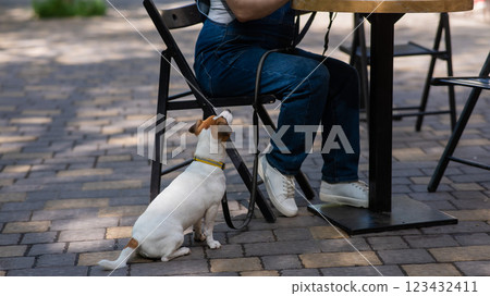 Jack Russell begging the owner in a street cafe. Woman having breakfast in dog friendly outdoor cafe. Jack Russell begging the owner in a street cafe. Woman having breakfast in dog friendly outdoor cafe. 123432411