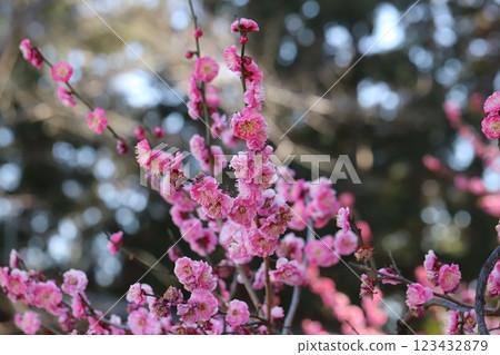 Pink plum blossoms blooming in a winter park Pink plum blossoms blooming in a winter park 123432879