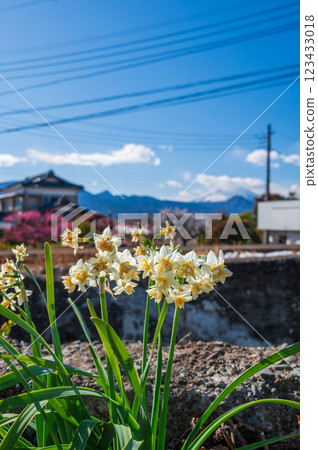 Daffodils blooming on the roadside - Early spring scenery 123433018