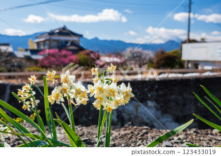Daffodils blooming on the roadside - Early spring scenery 123433019