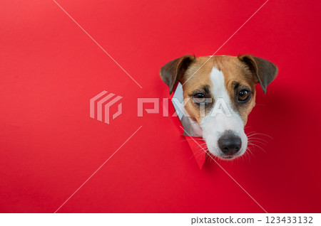 Funny Jack Russell Terrier dog sticks out through a red cardboard background. Copy space. Funny Jack Russell Terrier dog sticks out through a red cardboard background. Copy space. 123433132