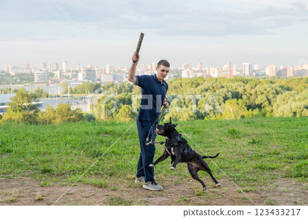 Pit bull terrier jumps for a stick. Guy training a dog.  123433217