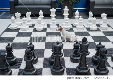 Jack Russell Terrier dog on a chessboard.  123433219