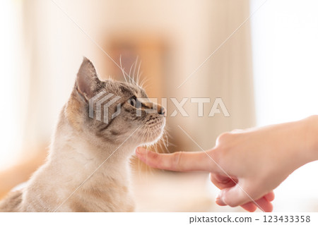 Cat staring at owner's finger, Siamese tabby cat Cat staring at owner's finger, Siamese tabby cat 123433358