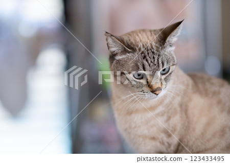 Staring cat Siamese tabby cat 123433495