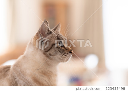 Staring cat Siamese tabby cat 123433496