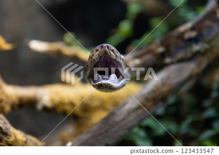 Reticulated python (Malayopython reticulatus) snake sometimes known as Royal Python Reticulated python (Malayopython reticulatus) snake sometimes known as Royal Python 123433547