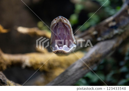 Reticulated python (Malayopython reticulatus) snake sometimes known as Royal Python 123433548