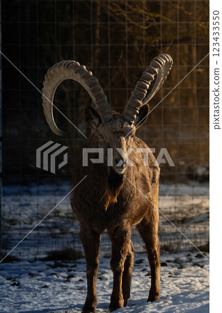 Male Siberian ibex Capra sibirica with his big horns Male Siberian ibex Capra sibirica with his big horns 123433550
