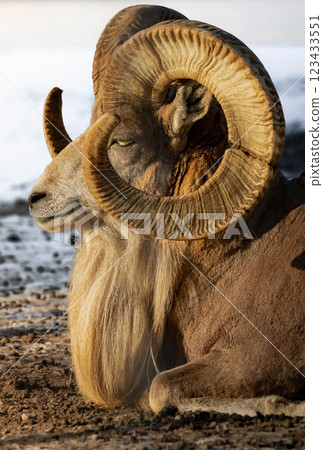 Transcaspian Urials (ovis orientalis arkal) lay on snow Transcaspian Urials (ovis orientalis arkal) lay on snow 123433551