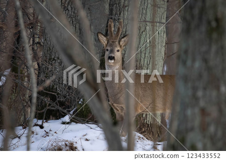 Roe Deers (Capreolus capreolus) between trees 123433552