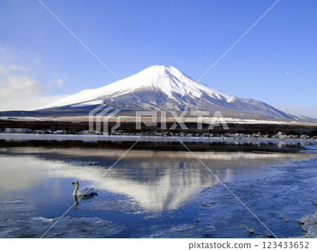 Swans, ice and Mt. Fuji Swans, ice and Mt. Fuji 123433652