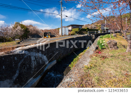 Daffodils blooming in the countryside - Early spring in Odawara Daffodils blooming in the countryside - Early spring in Odawara 123433653