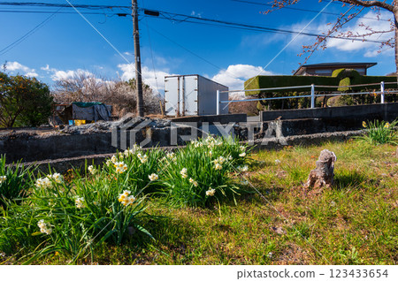 Daffodils blooming in the countryside - Early spring in Odawara Daffodils blooming in the countryside - Early spring in Odawara 123433654
