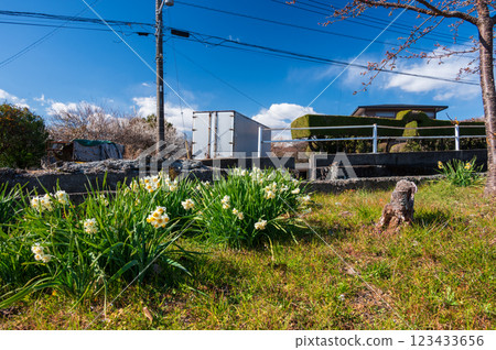 Daffodils blooming in the countryside - Early spring in Odawara 123433656