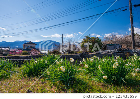 Daffodils blooming in the countryside - Early spring in Odawara Daffodils blooming in the countryside - Early spring in Odawara 123433659