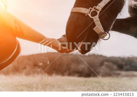 Horse, Hand, Feeding: Close-up of a horse being fed by a hand in a field. Horse, Hand, Feeding: Close-up of a horse being fed by a hand in a field. 123433813