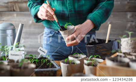 Farmer carefully placing tomato and pepper seedlings into peat cups 123434286