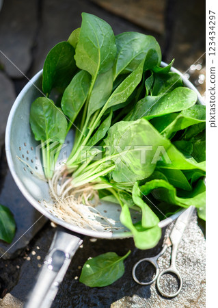 Washing fresh green spinach leaves in a metal colander outdoor 123434297